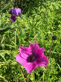 Close-up of purple flowers blooming outdoors