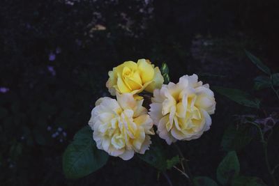 Close-up of yellow flowering plant