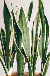 Close-up of succulent plant against wall