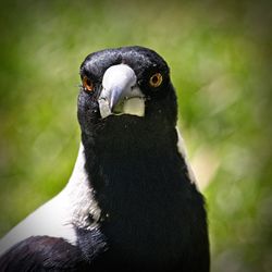 Close-up of a bird looking away