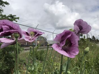 Close-up of pink flowering plant on field against sky