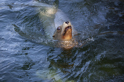 High angle view of turtle swimming in sea