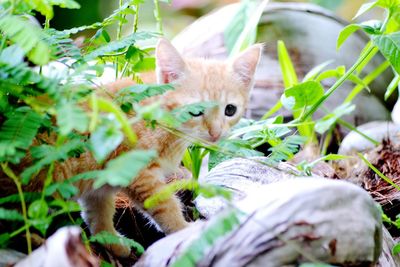 Close-up portrait of cat