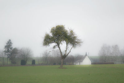 Trees on grassy field