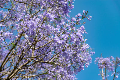 Low angle view of cherry blossom tree