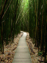 Boardwalk amidst bamboo trees in forest