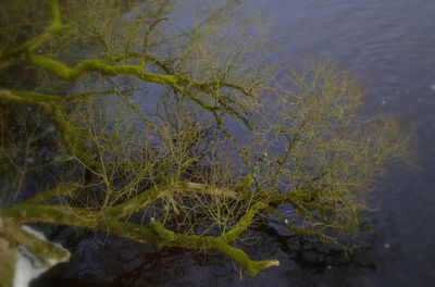 Close-up of fresh green plants against sky