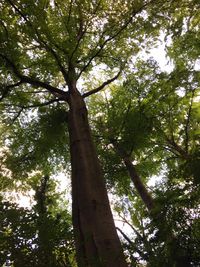 Low angle view of bamboo trees in forest