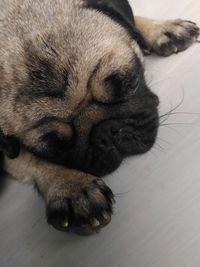 Close-up of a dog sleeping