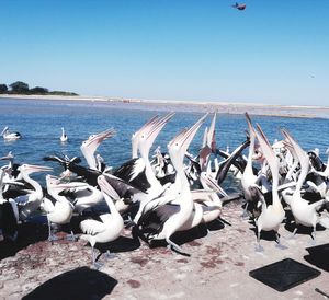 Seagulls on beach against clear blue sky