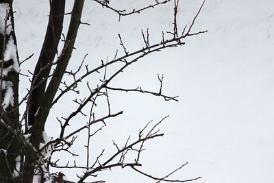 Low angle view of bare tree against sky