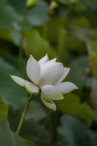 Close-up of white flowering plant