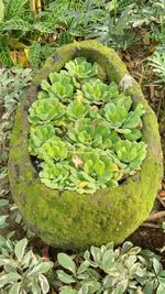 High angle view of cactus growing on field