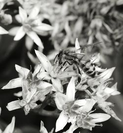 Close-up of flowers