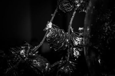 Close-up of frozen tree