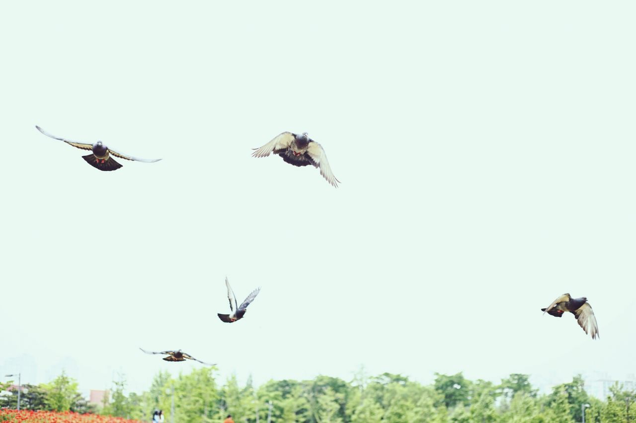 flying, animal themes, bird, animals in the wild, mid-air, wildlife, spread wings, low angle view, clear sky, motion, on the move, two animals, copy space, flight, freedom, three animals, nature, medium group of animals, sky, zoology