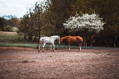 Horses on a field