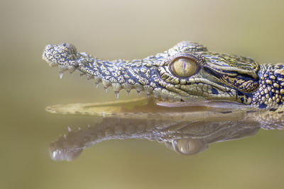 Close-up of crocodile in water