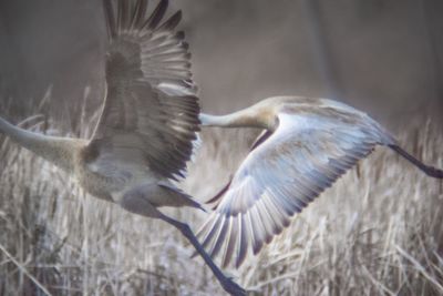 Close-up of a bird flying