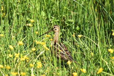 Close-up of lizard on grass