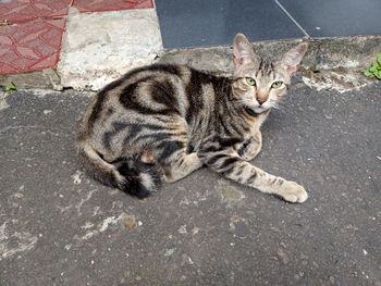 High angle view of cat on street