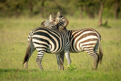 Two plains zebra play fight in grass