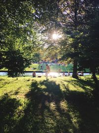 Trees growing in a park