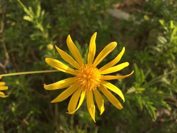 Yellow flower blooming outdoors