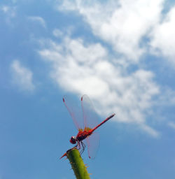 Close-up of insect against blue sky