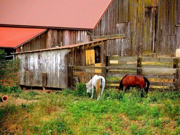 Horses in barn