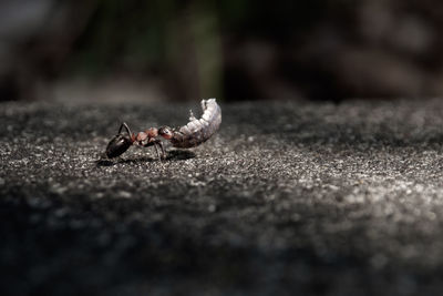 Close-up of crab on road