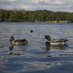 Ducks swimming in lake