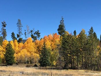 Autumn trees in forest against clear blue sky