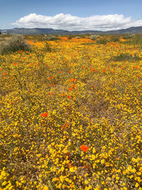 Yellow flowers blooming on field against sky