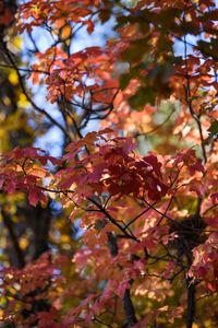 Low angle view of flowering plant on tree during autumn