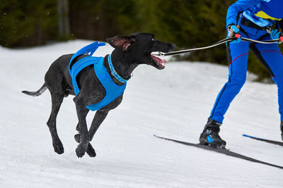 View of person with dog on snow