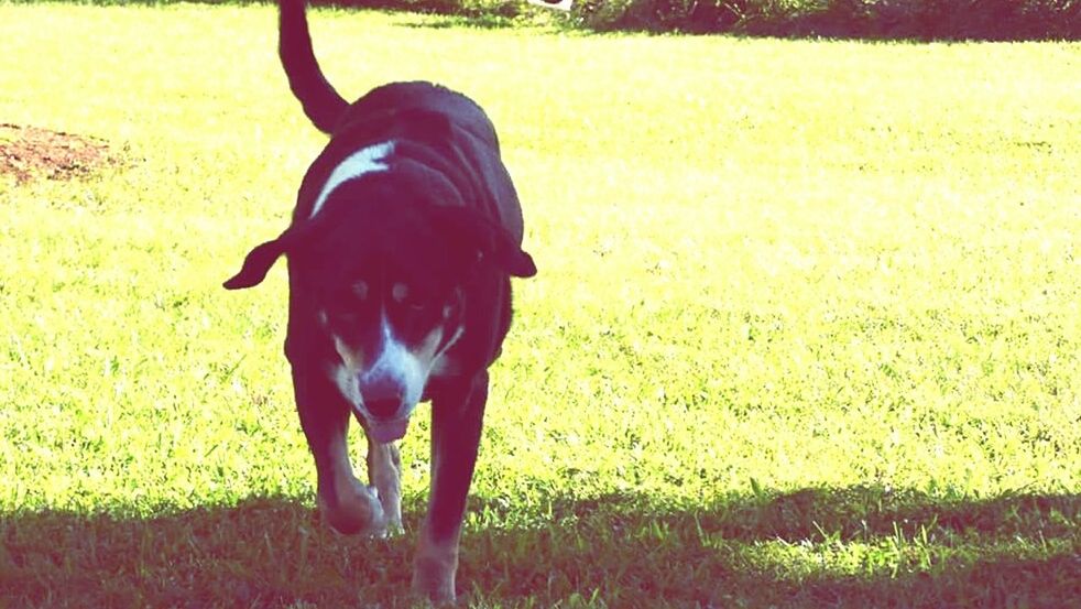 domestic animals, mammal, dog, pets, animal themes, one animal, grass, field, standing, grassy, pet collar, portrait, full length, looking at camera, day, outdoors, no people, black color, pet leash, nature