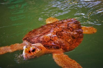 High angle view of turtle swimming in lake