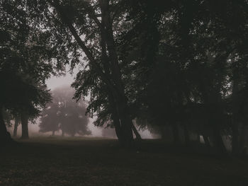 Trees on field in forest