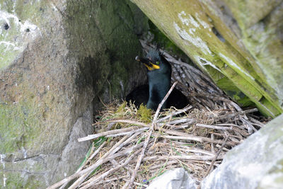 High angle view of bird in nest