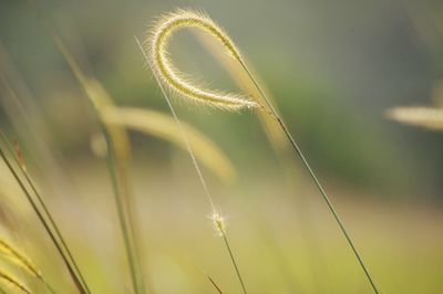 Close-up of stalks in field