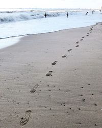 Close-up of birds on beach against sky