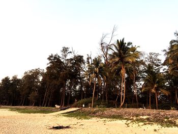 Trees on landscape against clear sky