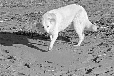 Side view of dog walking on beach