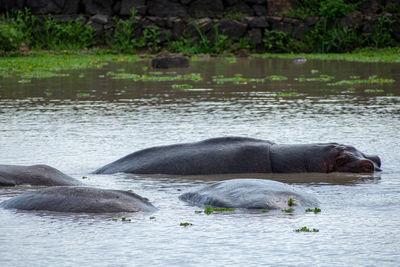 Close-up of hippos in water 