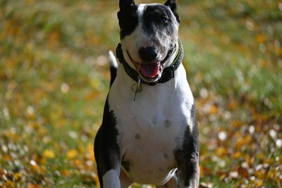 Close-up of dog looking away on field