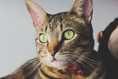 Close-up portrait of a cat