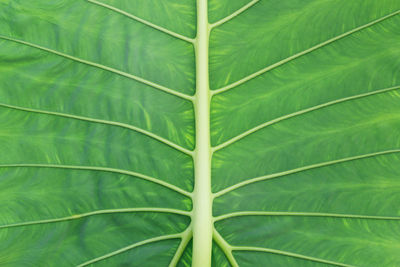 leaf