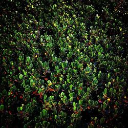 Trees growing on branch