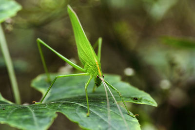 Close-up of green insect on leaf